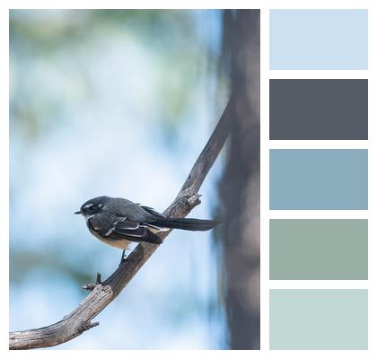 Bird Grey Fantail Fantail Image